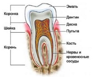 Что такое каналы зубов?